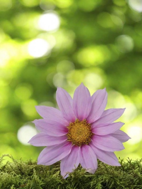 Flor de loto rosa sobre fondo verde difuso.